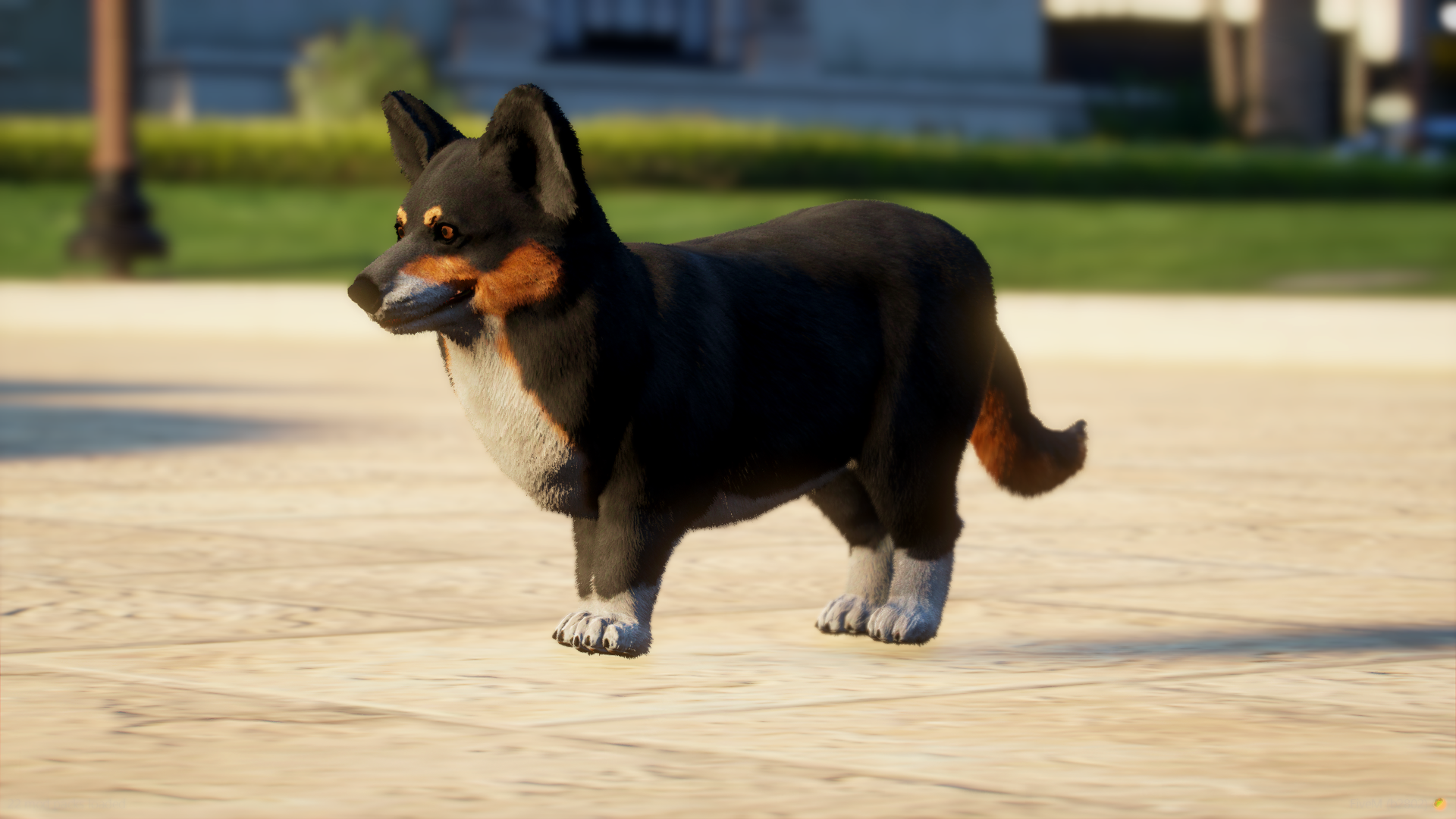 Corgi