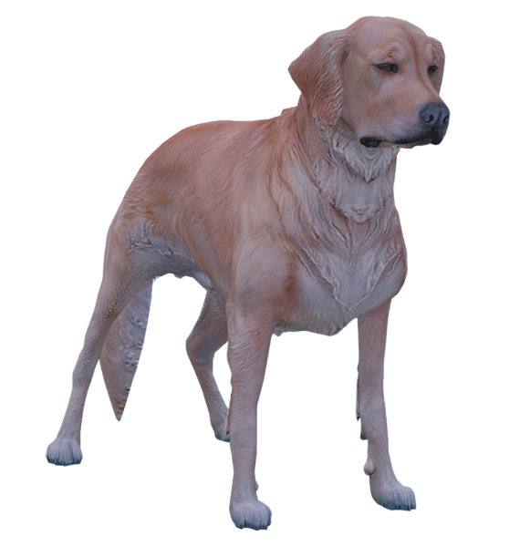 Golden Retriever
