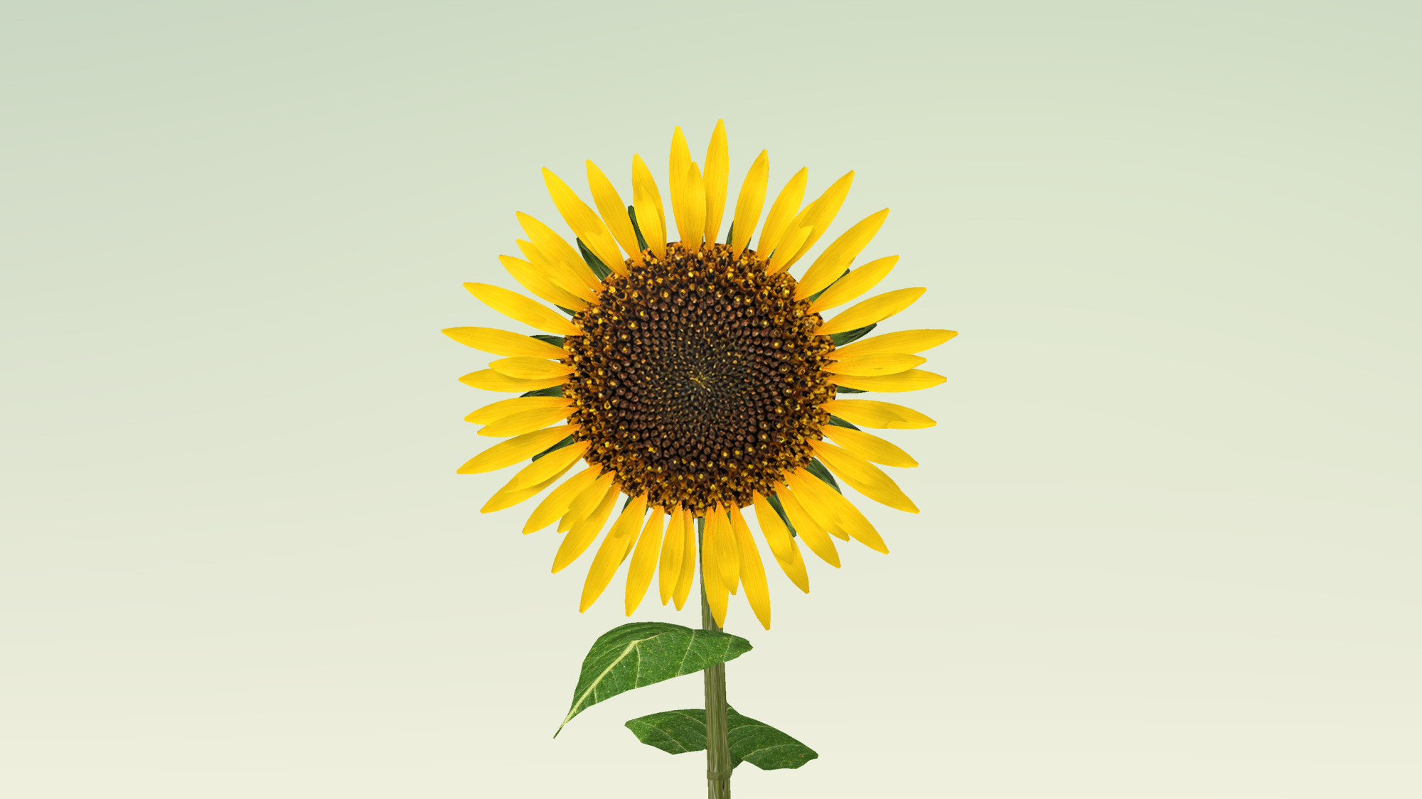 Sunflower Plant