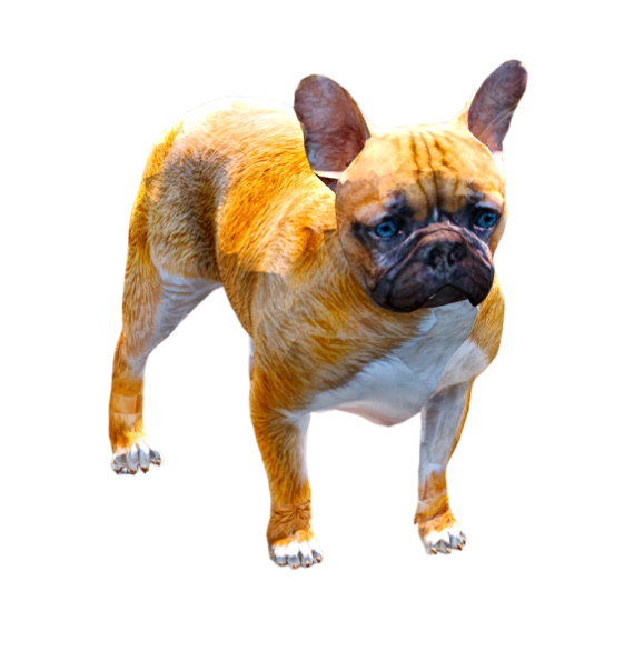 Bulldog