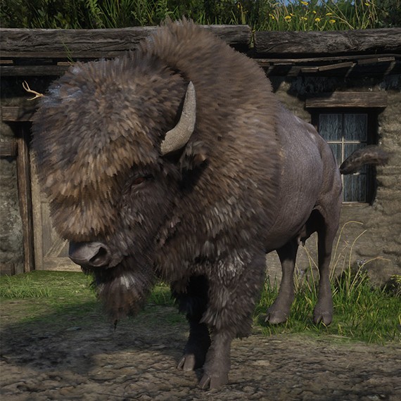 Bison américain