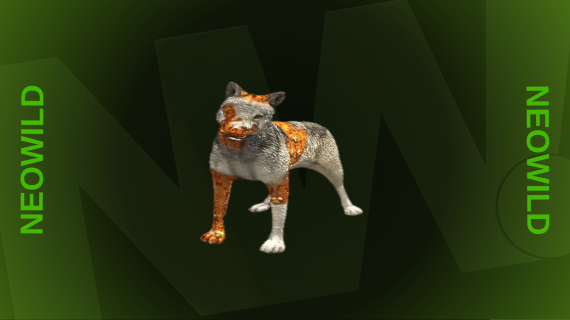 Infected Husky