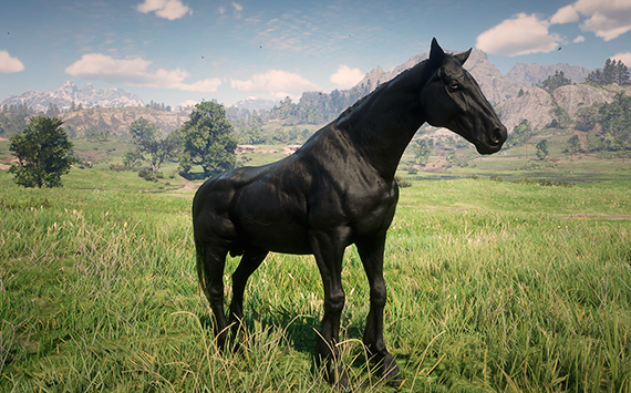 Hanoveriano Black - Macho