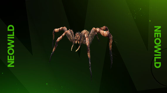 Spider