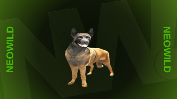 Belgian Shepherd